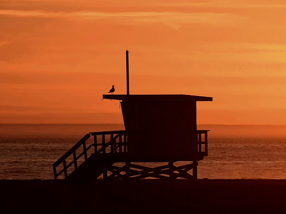 Lone Seagull on Lifeguard Tower at Sunset