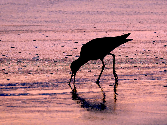 Sandpiper Snacking