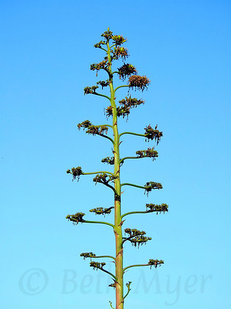 Agave Blues