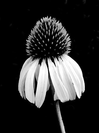 Coneflower Isolation