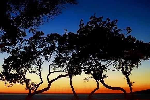 Tree Silhouette at Twilight