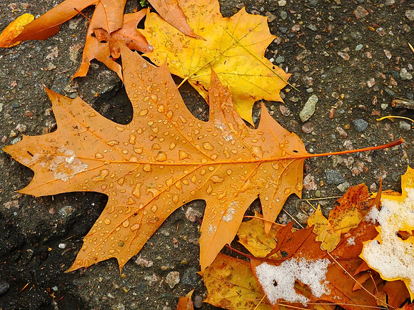 Leaves Kissed by Snow