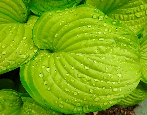 Glorious Greens