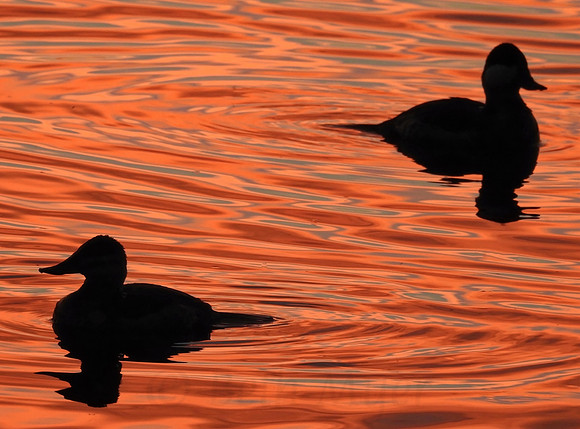 Cormorant Duet at Sunset