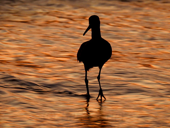 Sandpiper Silhouette