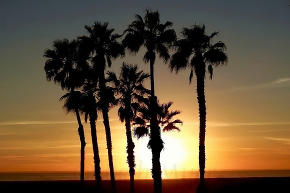 Palm Treescape at Sunset