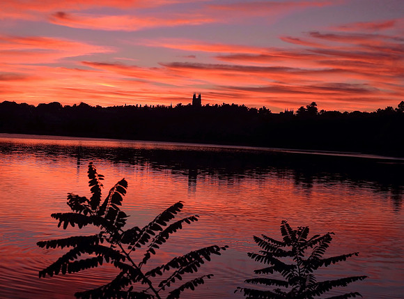 Fern Silhouette at Sunset