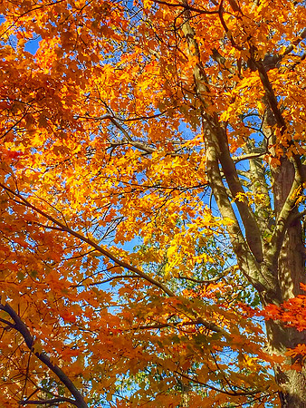 Autumn Leaf-scape