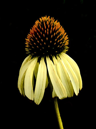 Yellow Coneflower Isolation