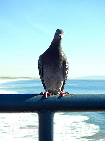 Beach Pigeon